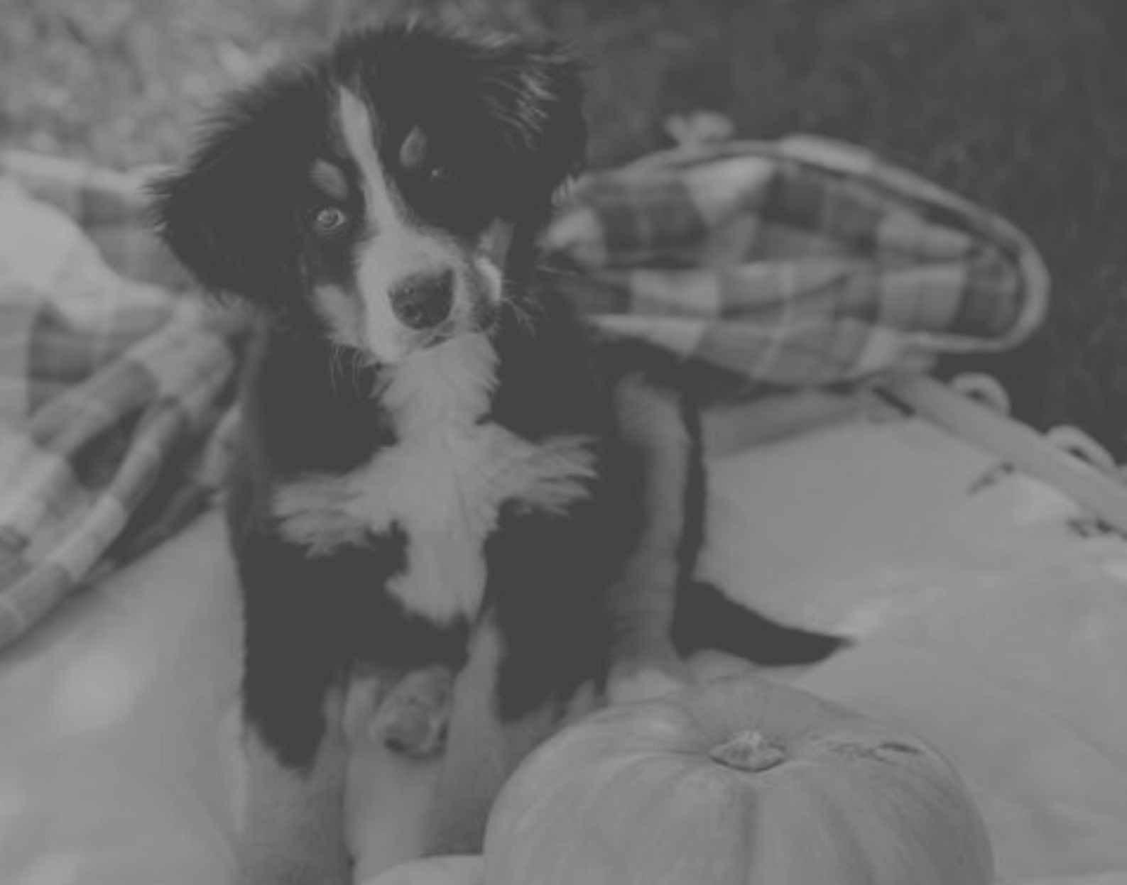 Chiot NB